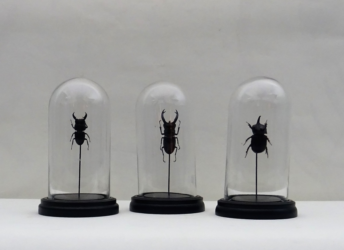 Group of three Beetle Specimens under Glass Domes with Ebonised Bases